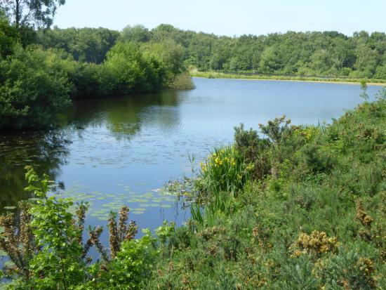 Mere Sands Wood