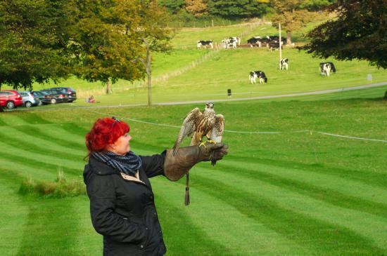 The Hawk Garden
